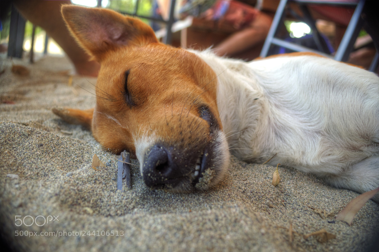Nikon D3200 sample photo. Lazy in the sun photography