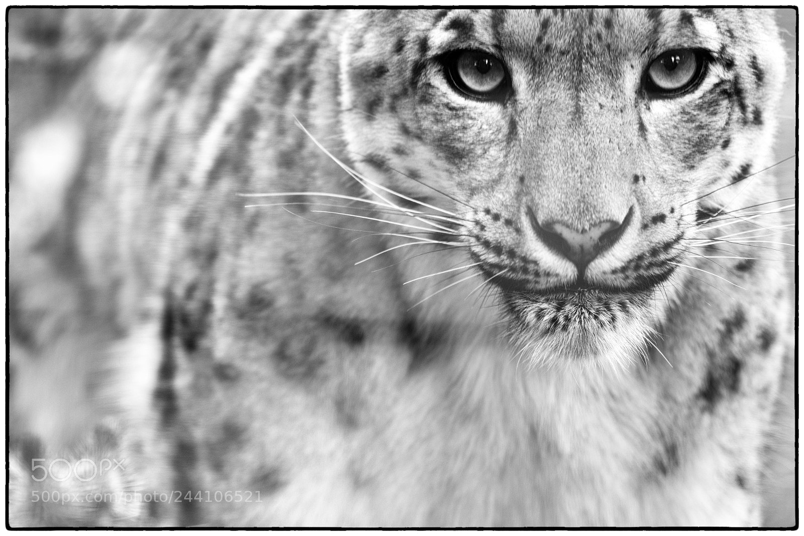 Nikon D810 sample photo. Caged photography