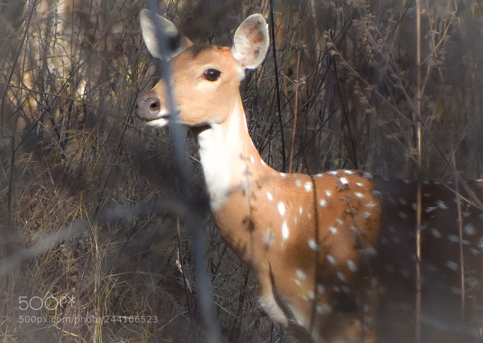 Nikon D3400 sample photo. Indian spotted deer... photography