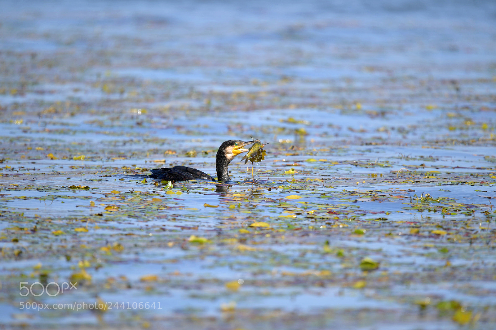 Nikon D5 sample photo. 鸟与梦飞行 photography