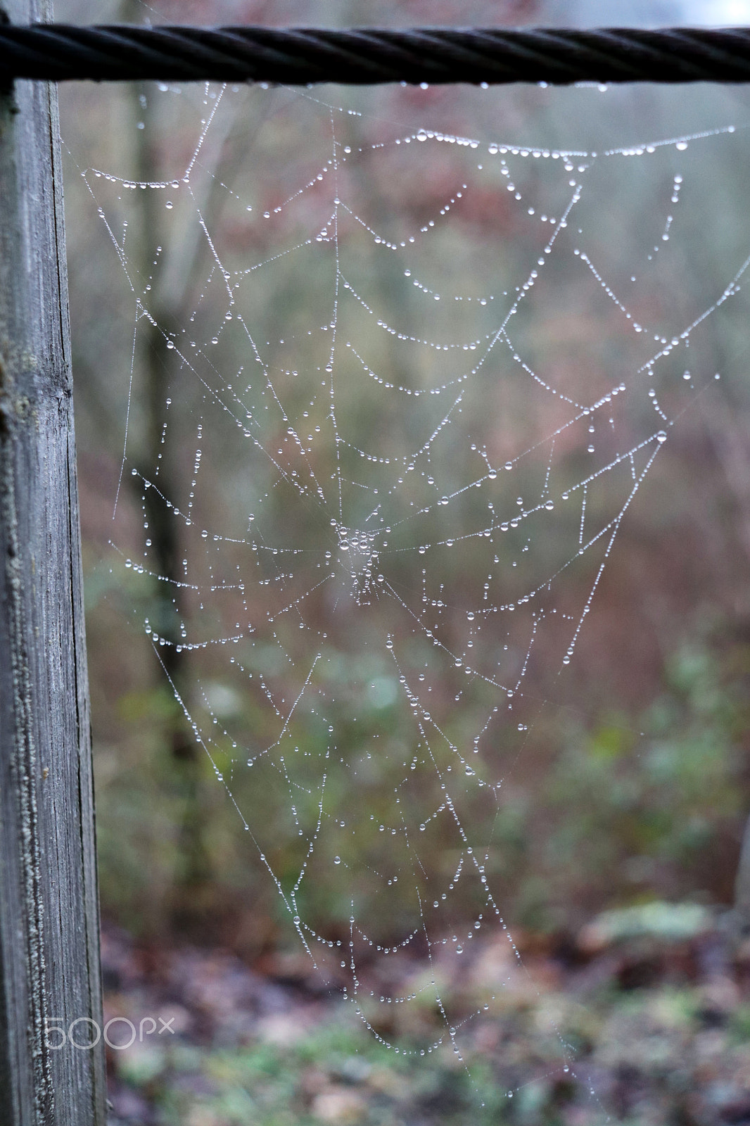 Canon EOS 77D (EOS 9000D / EOS 770D) sample photo. Water droplets on spiderweb photography