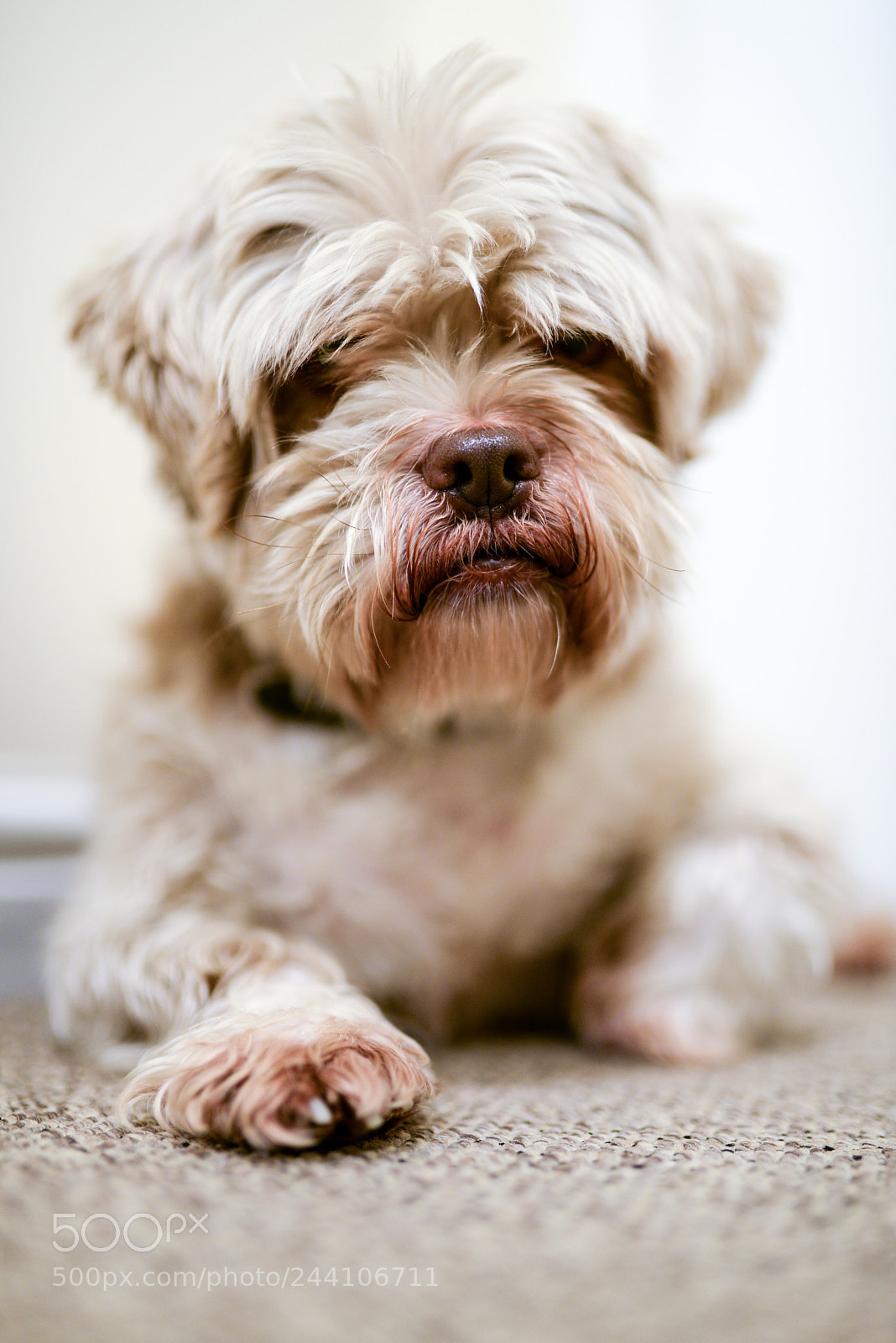 Nikon D610 sample photo. Buster photography