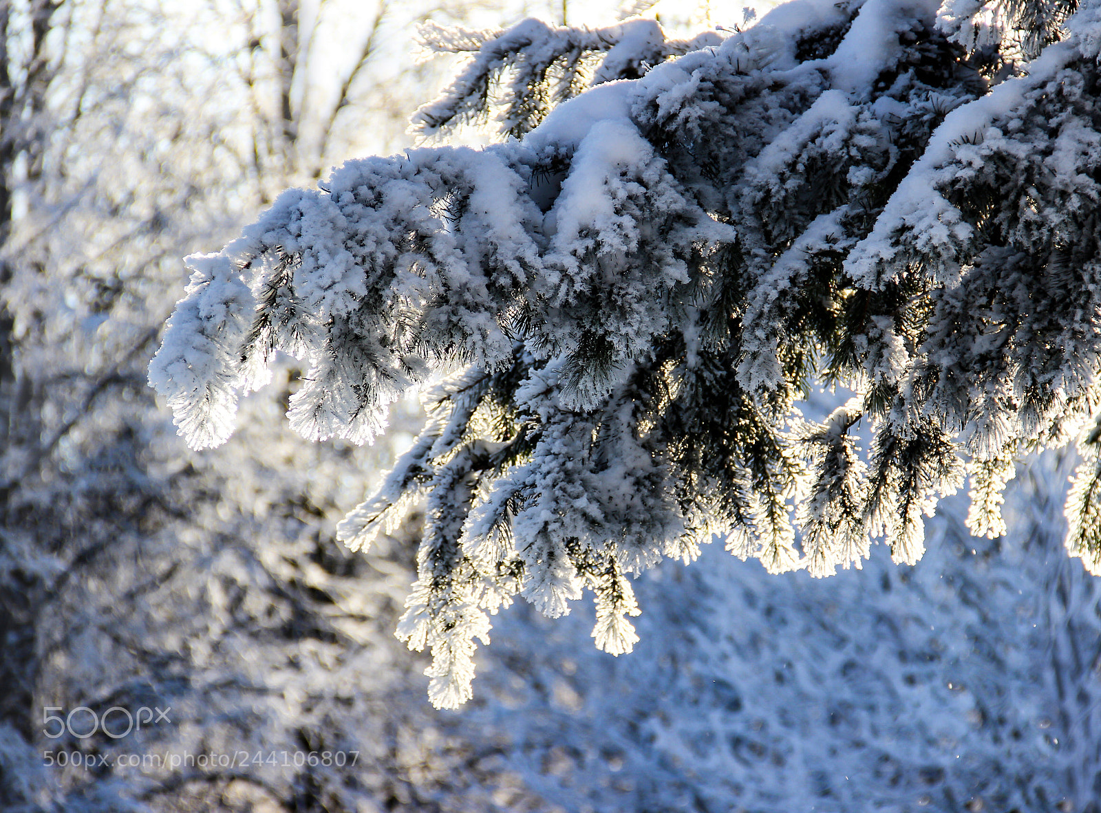 Canon EOS 600D (Rebel EOS T3i / EOS Kiss X5) sample photo. Sun branch photography