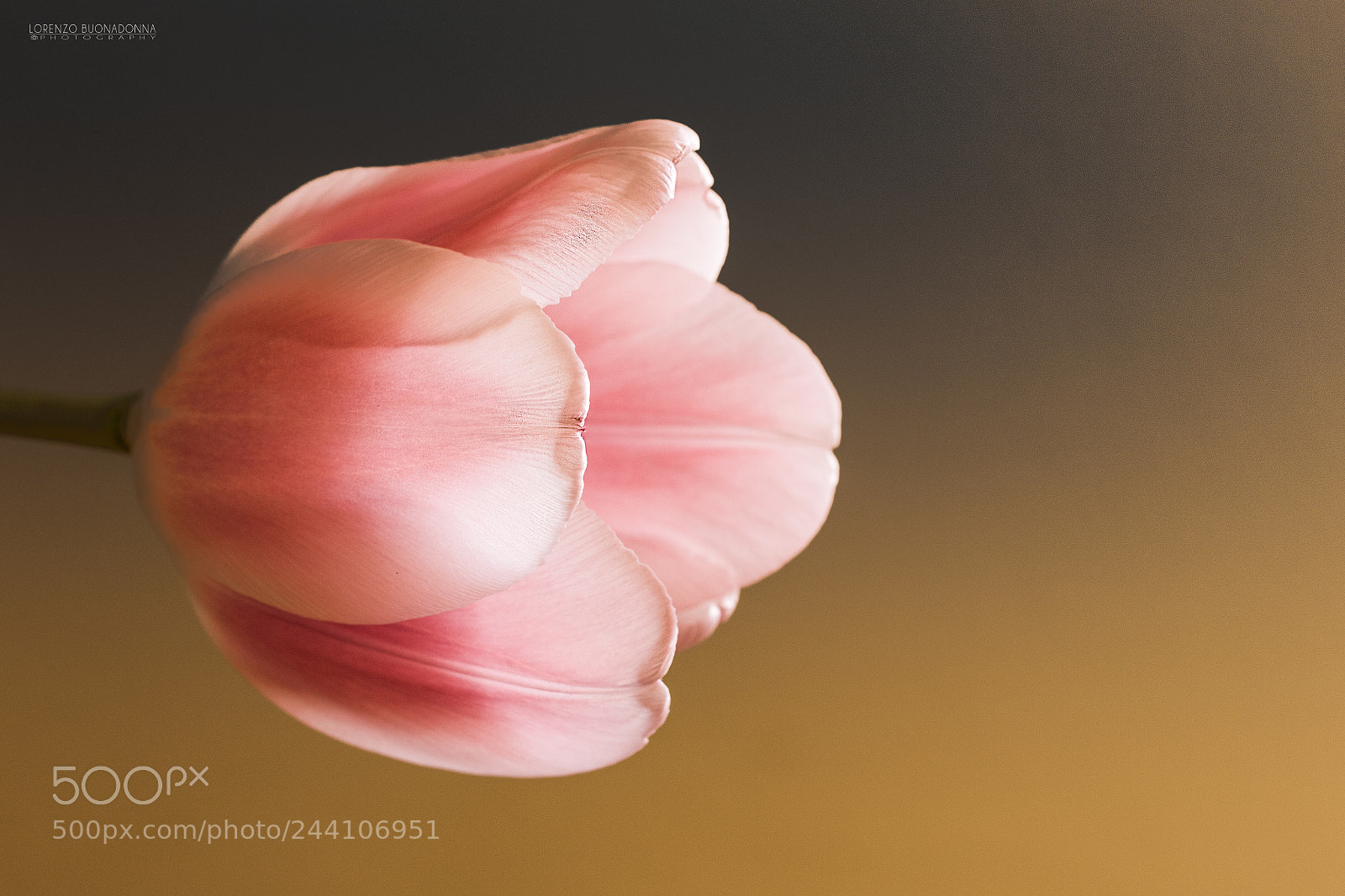 Canon EOS 7D Mark II sample photo. Only a flower photography