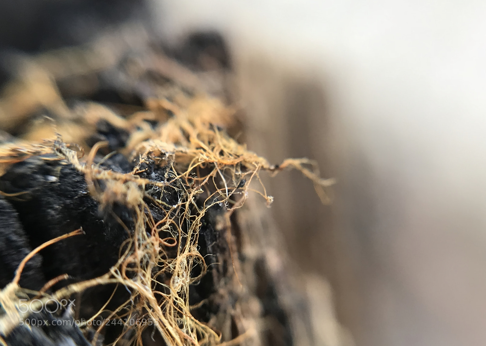 Apple iPhone 7 Plus sample photo. Dried moss photography