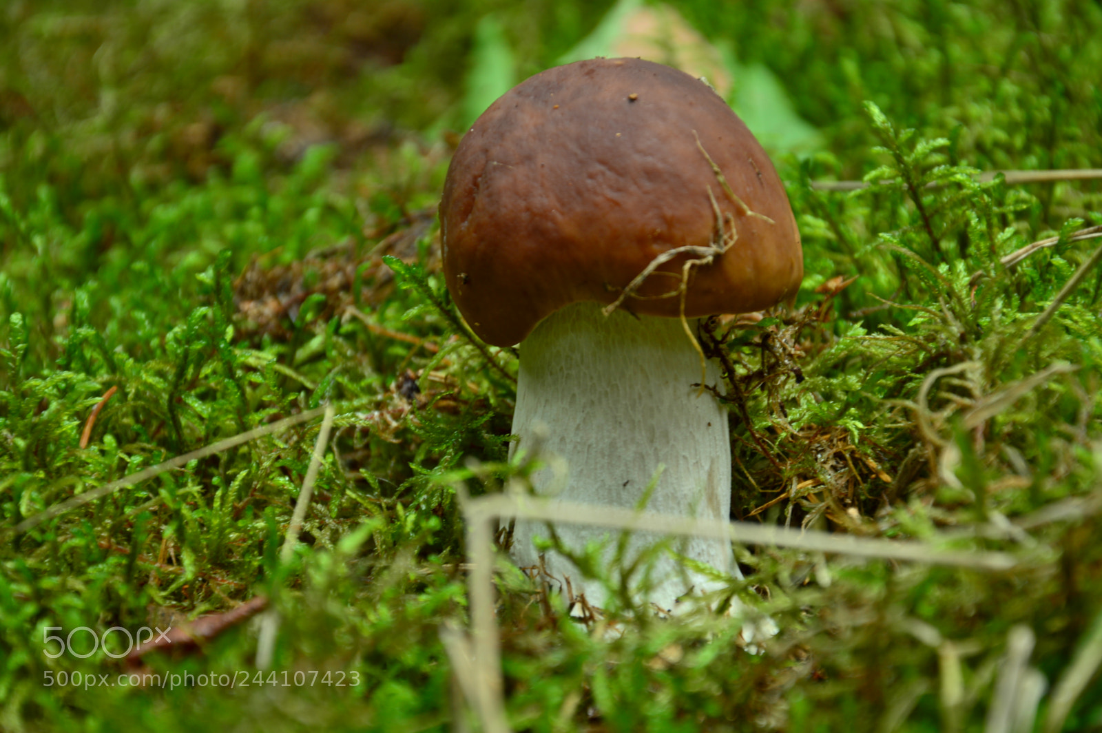 Nikon D3200 sample photo. Csc photography