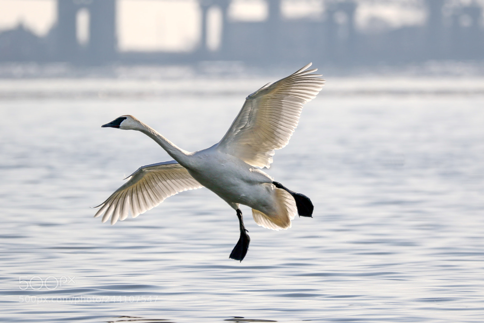 Canon EOS 7D Mark II sample photo. Trumpeter swan photography
