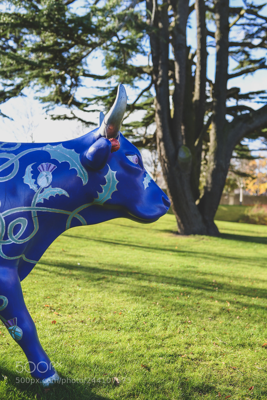 Nikon D610 sample photo. Seeing blue photography