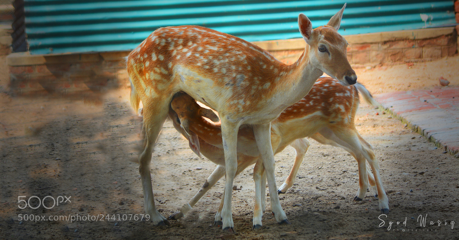 Nikon D7100 sample photo. Removed photography