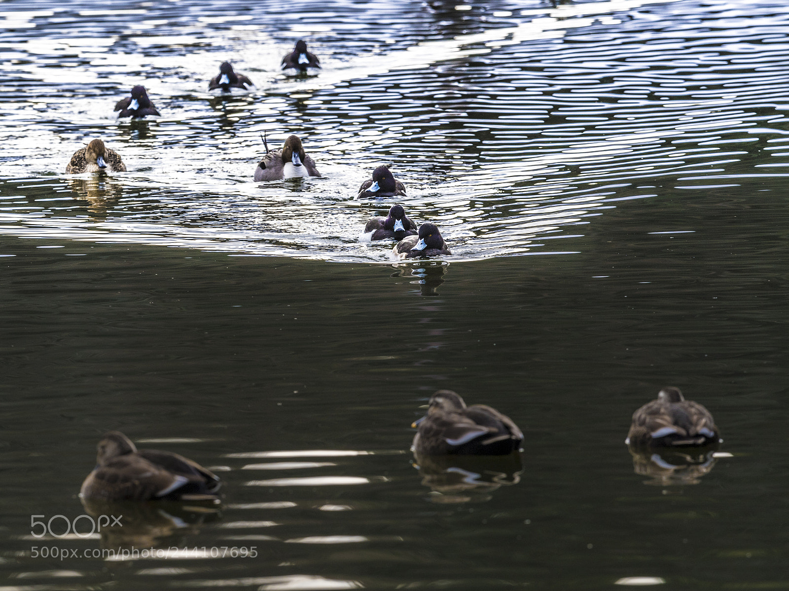 Nikon D5 sample photo. Pirates photography