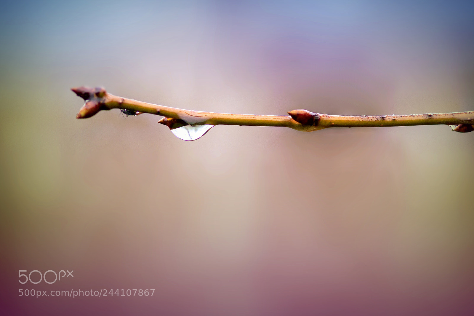 Canon EOS 50D sample photo. A drop photography