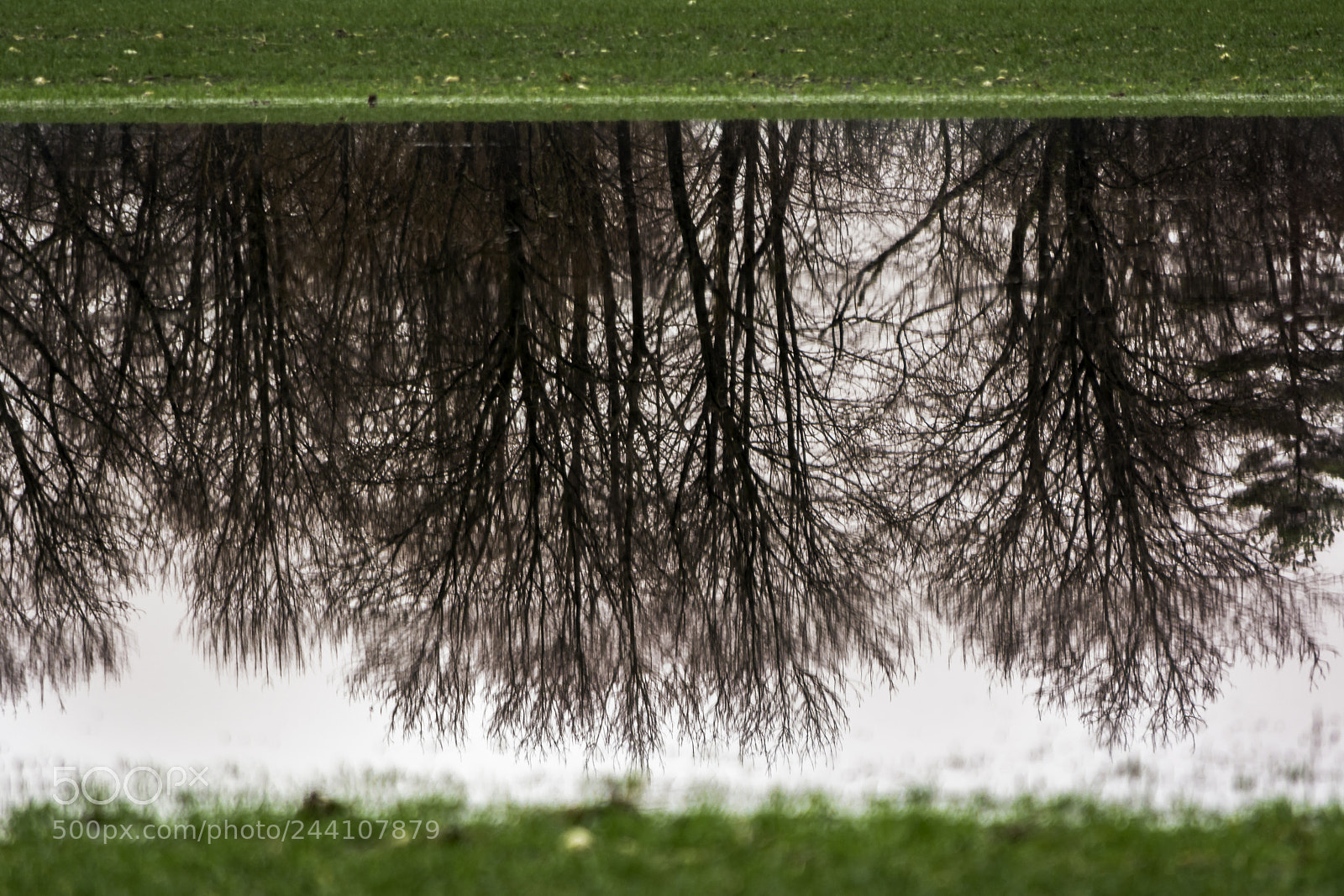 Nikon D7100 sample photo. Trees photography
