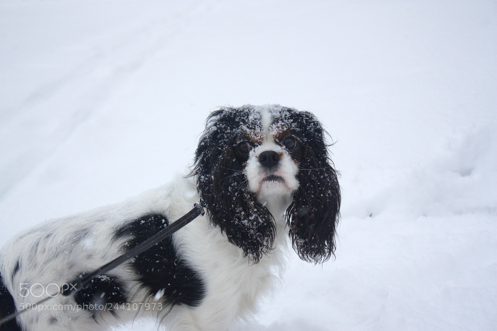 Canon EOS 450D (EOS Rebel XSi / EOS Kiss X2) sample photo. Snowy photography