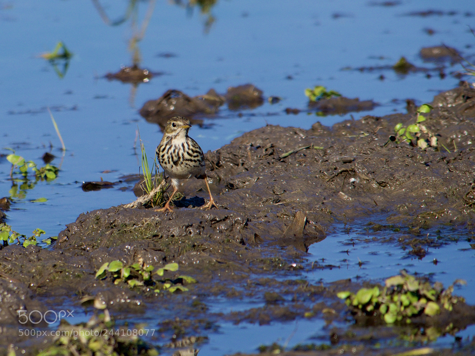 Panasonic Lumix DMC-GX8 sample photo. Meadow pipit photography
