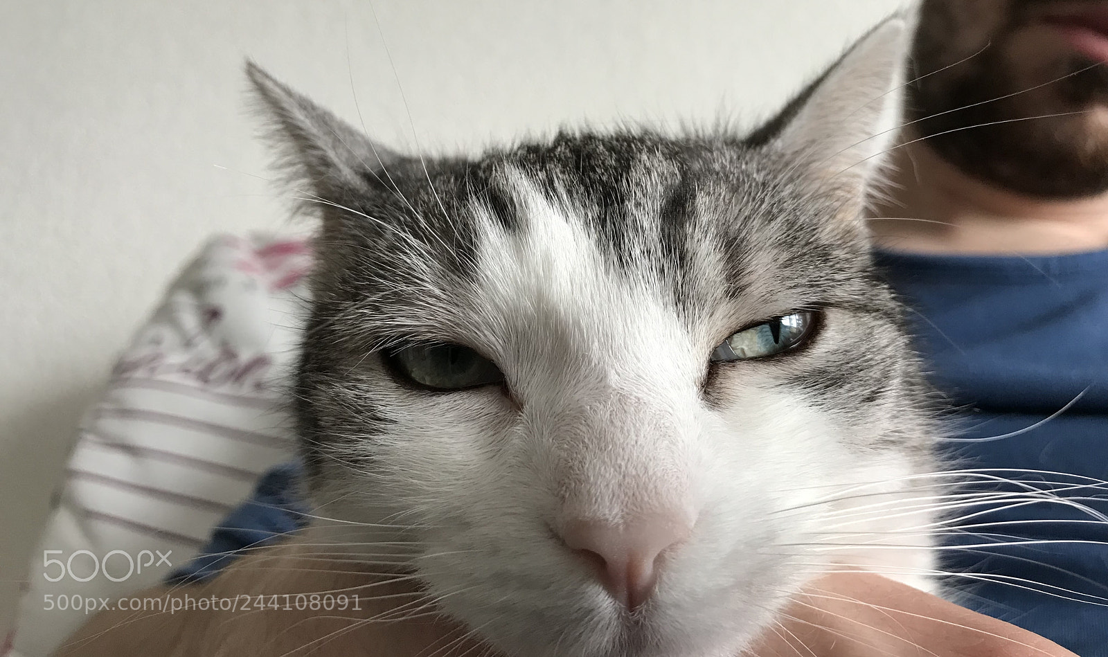 Apple iPhone 7 sample photo. Shiro photography