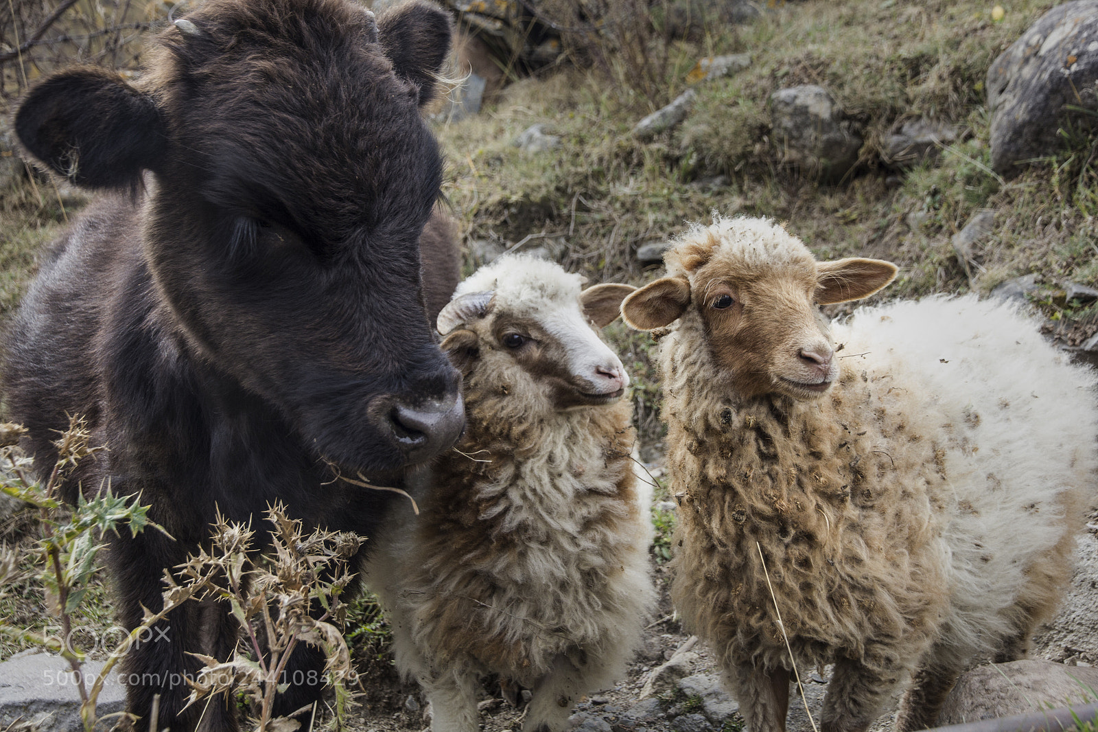 Canon EOS 60D sample photo. Rural animals on the photography