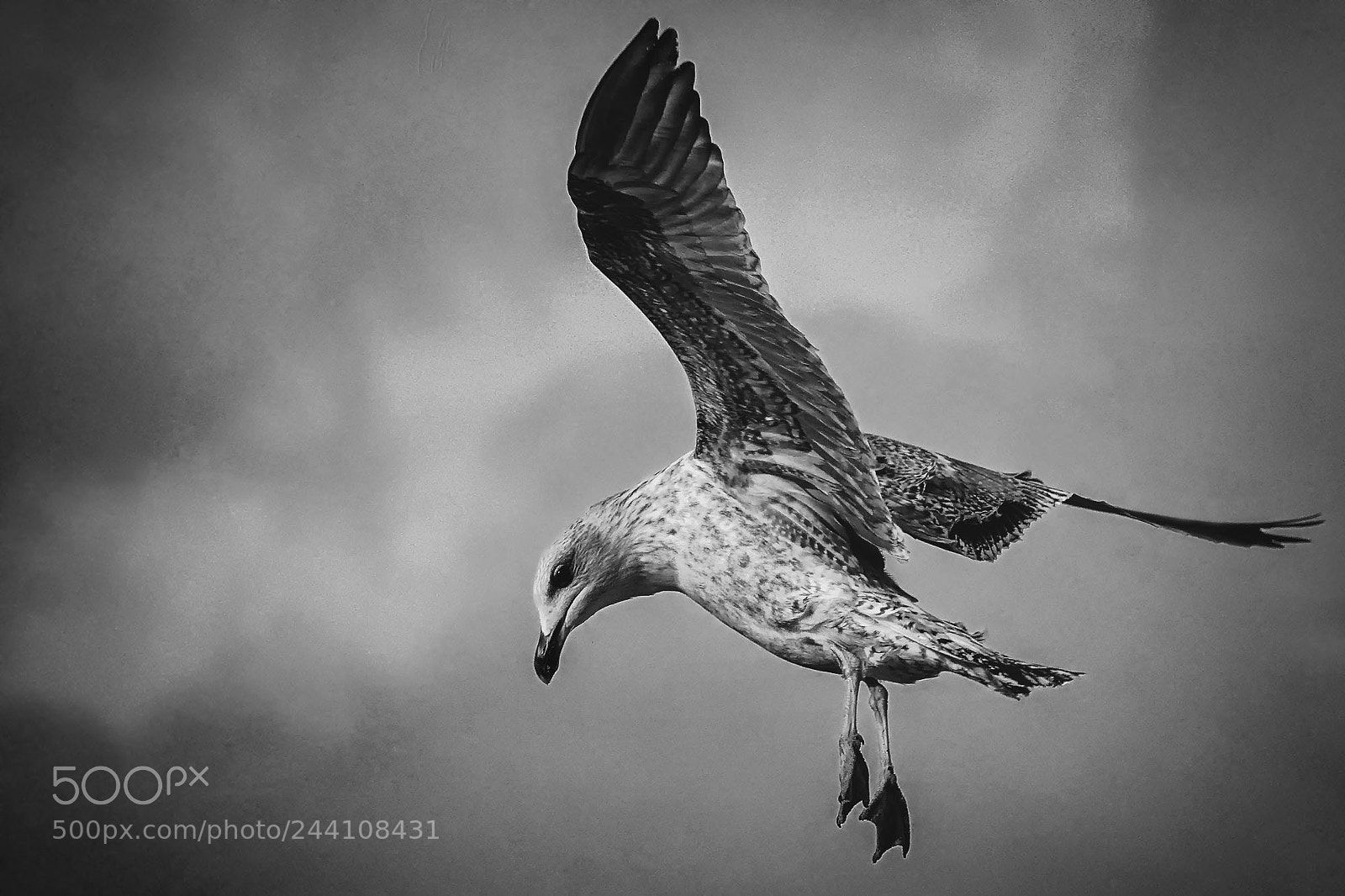Sony ILCA-77M2 sample photo. European herring gull (immature) photography