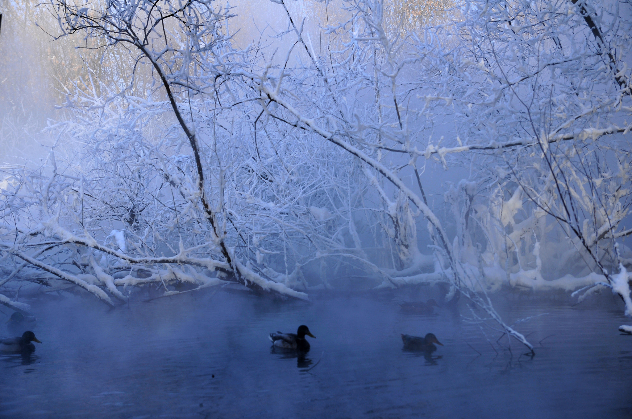 Nikon D300S sample photo. Foggy lake photography