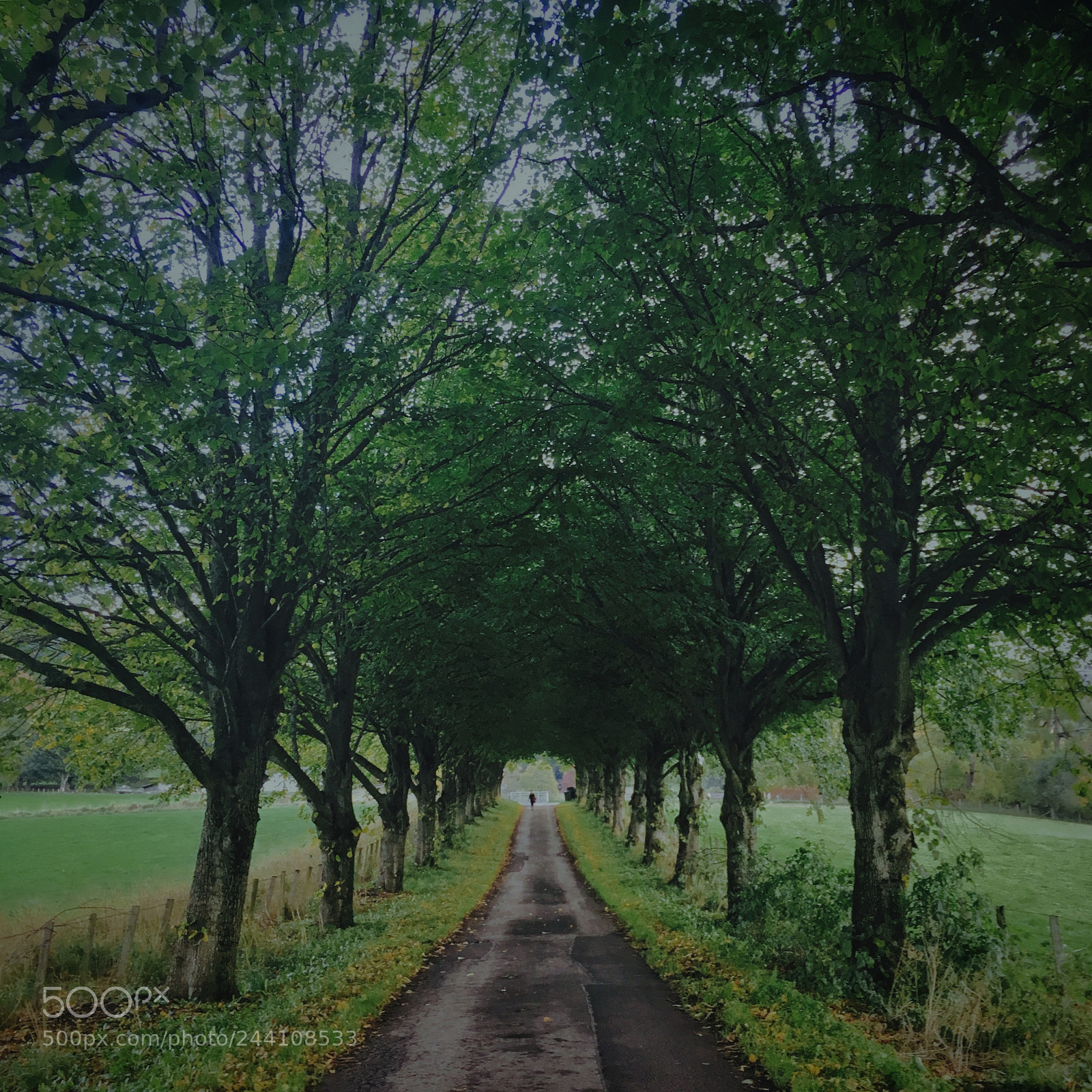 Apple iPhone SE sample photo. On melancholy path photography