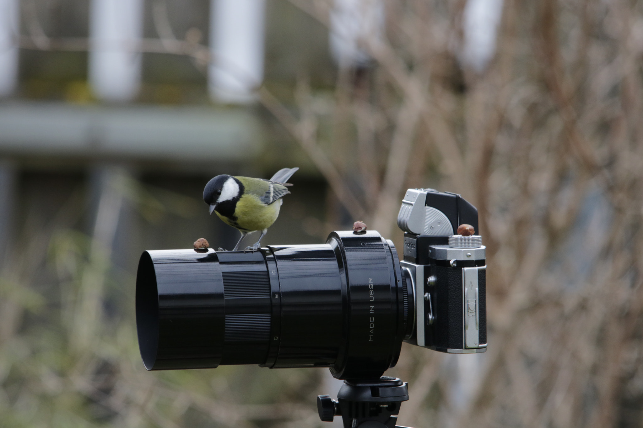 Sigma 150-500mm F5-6.3 DG OS HSM sample photo