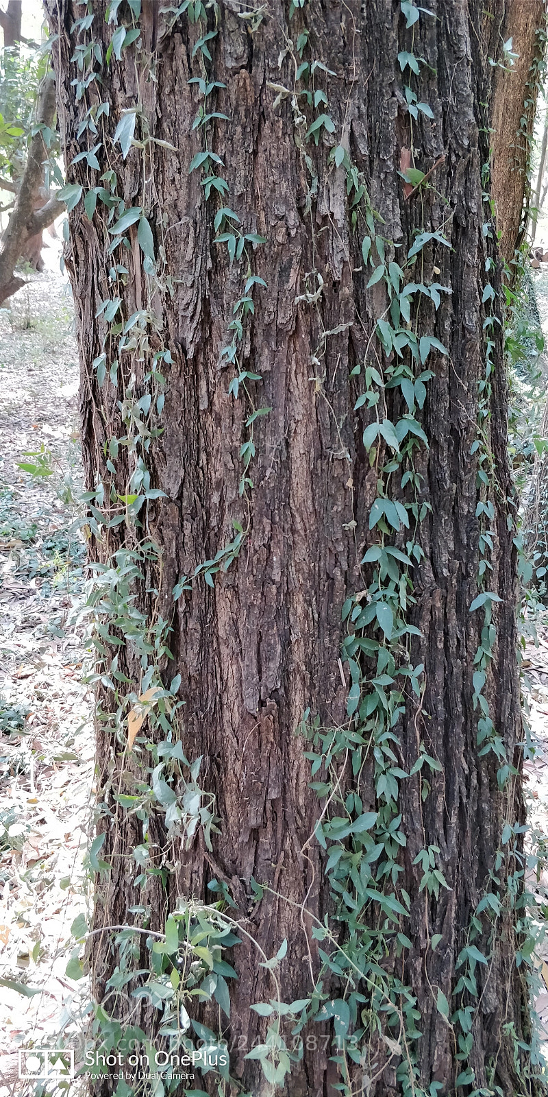 OnePlus 5T sample photo. Untitled photography