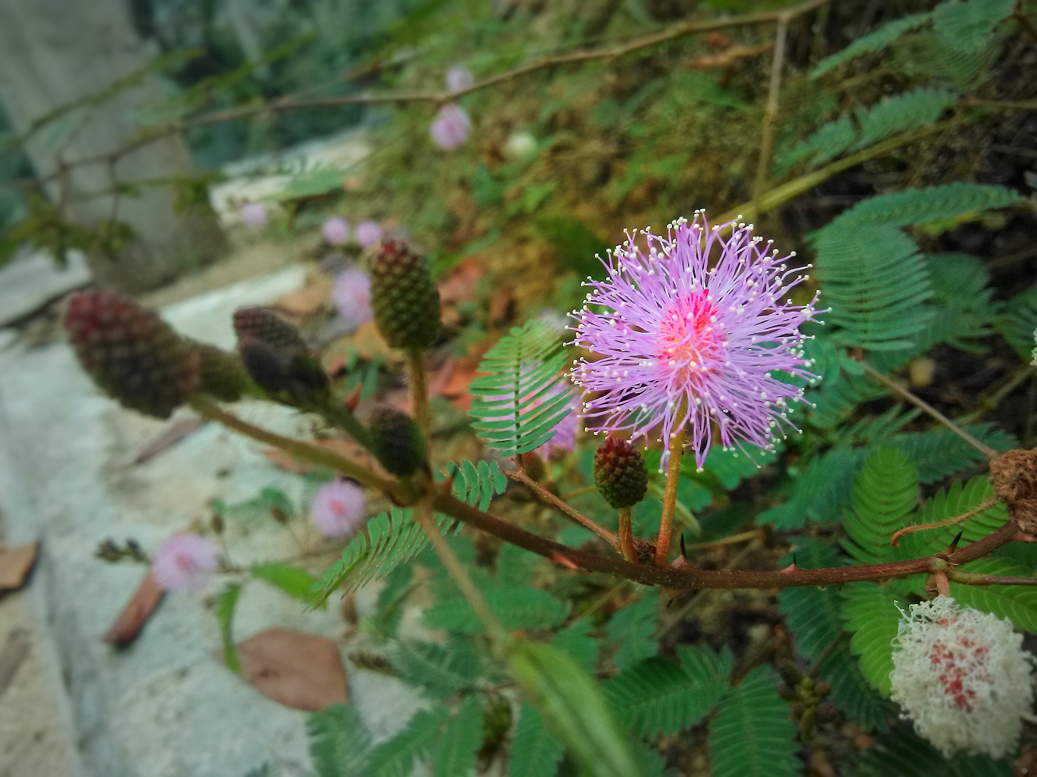 HMD Global Nokia 2 sample photo