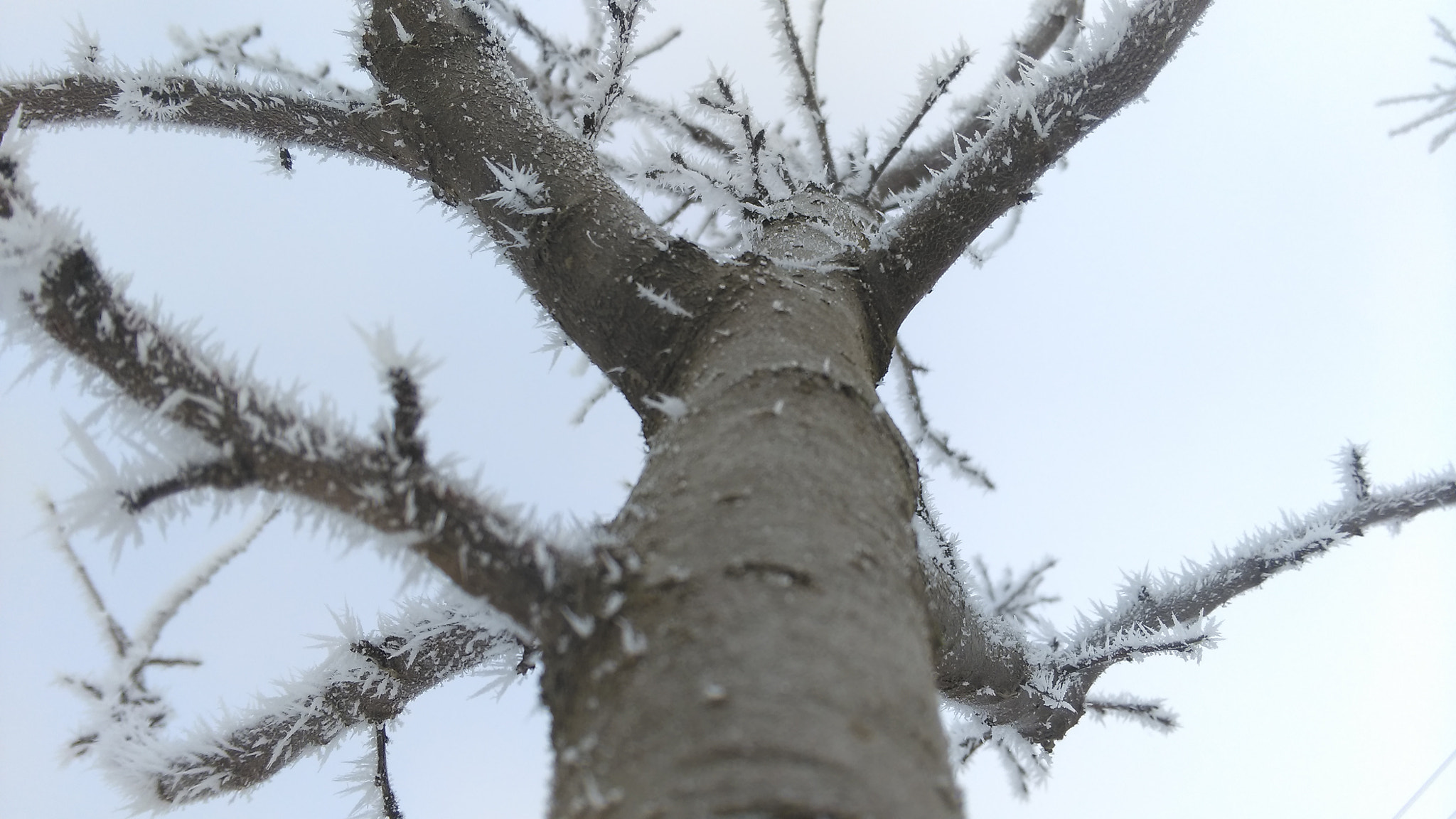 HTC ONE M8S sample photo. Winter tree photography