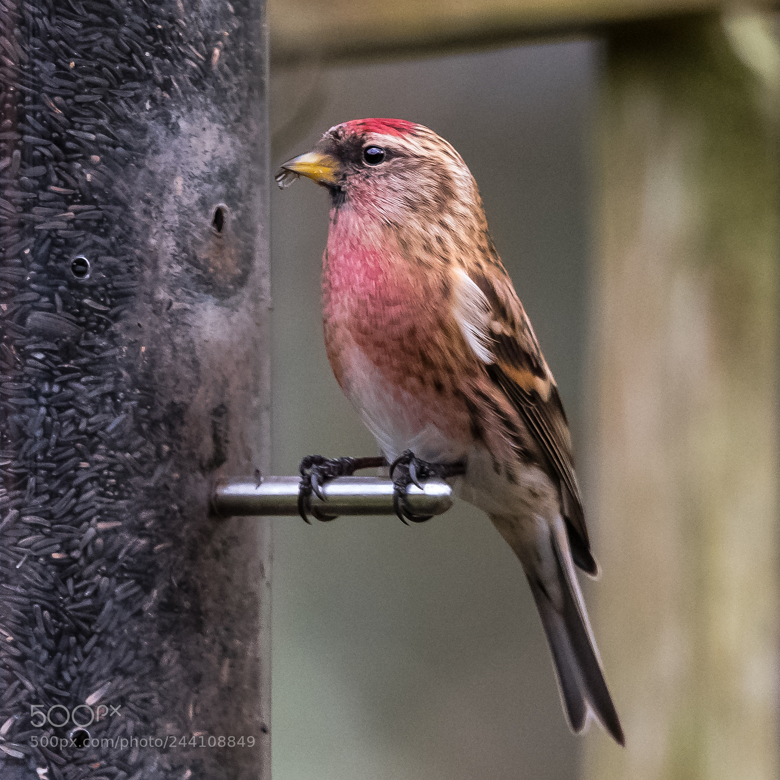 Nikon D850 sample photo. Lesser redpoll ii photography