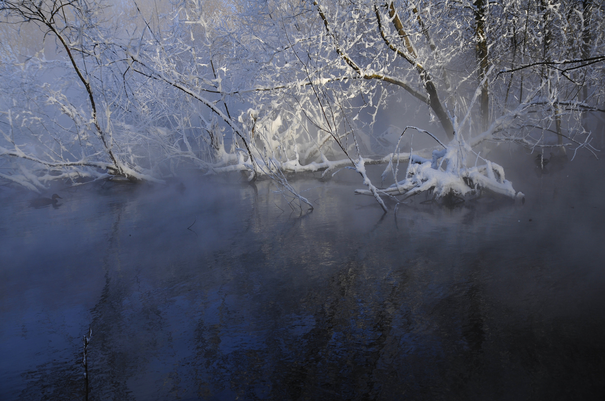 Nikon D300S sample photo. Morning  mist photography