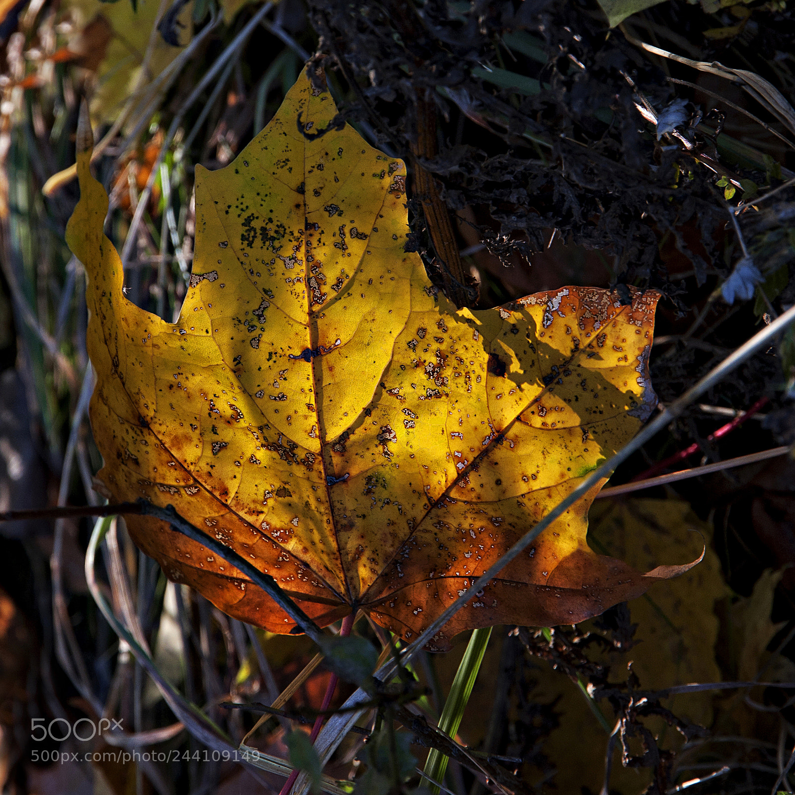 Canon EOS 40D sample photo. The lantern of the photography