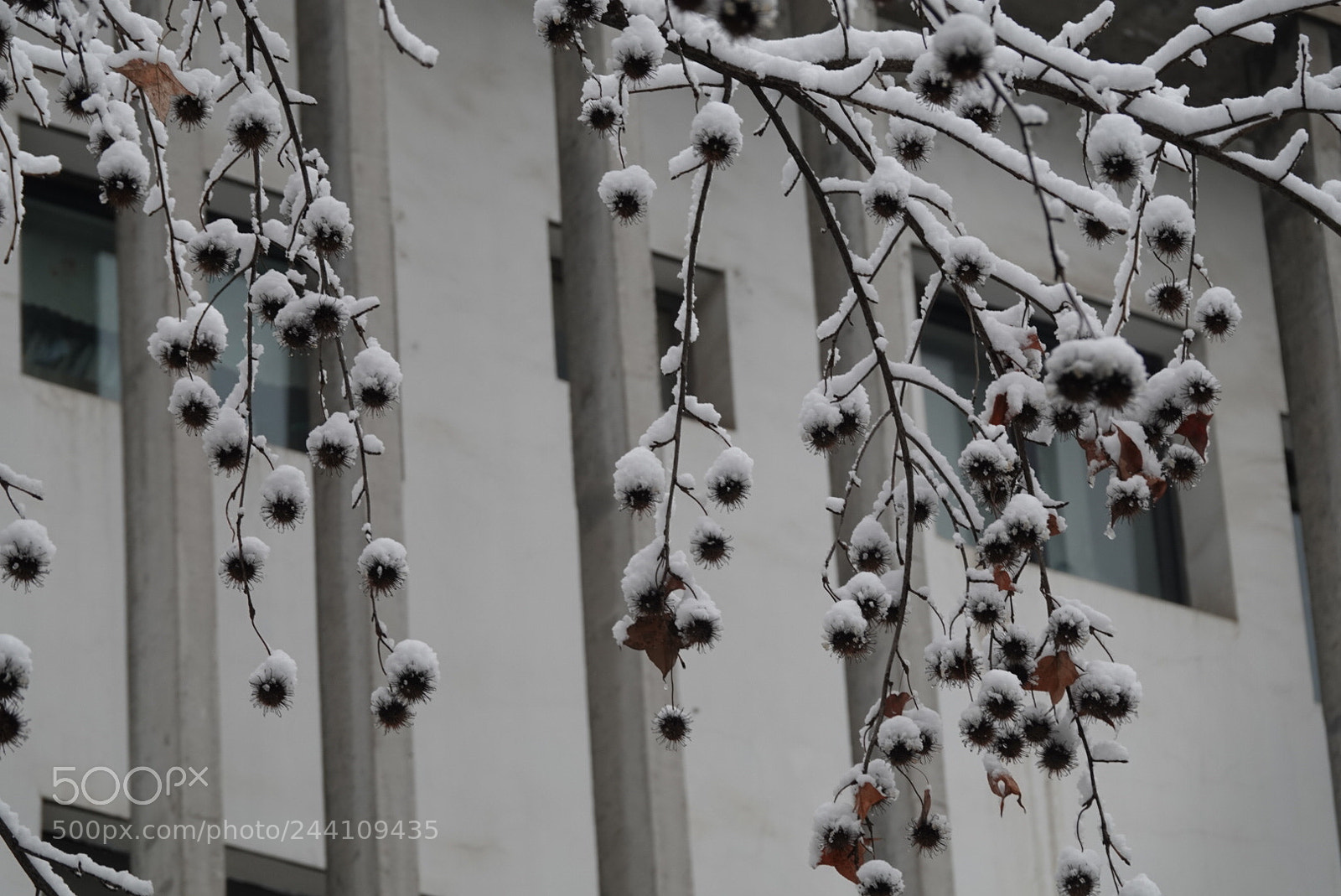 Sony Cyber-shot DSC-RX10 IV sample photo. China art college photography