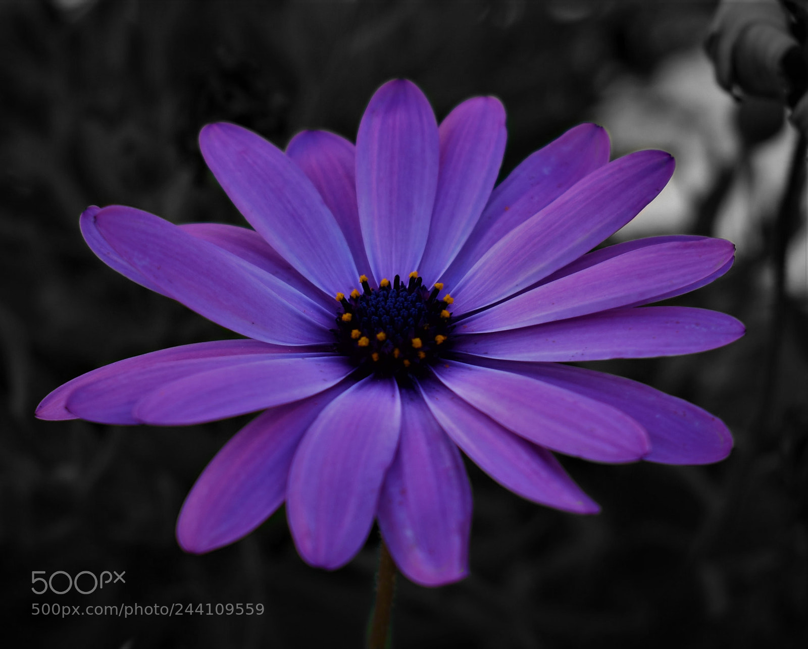 Nikon D3400 sample photo. Perfect purple photography