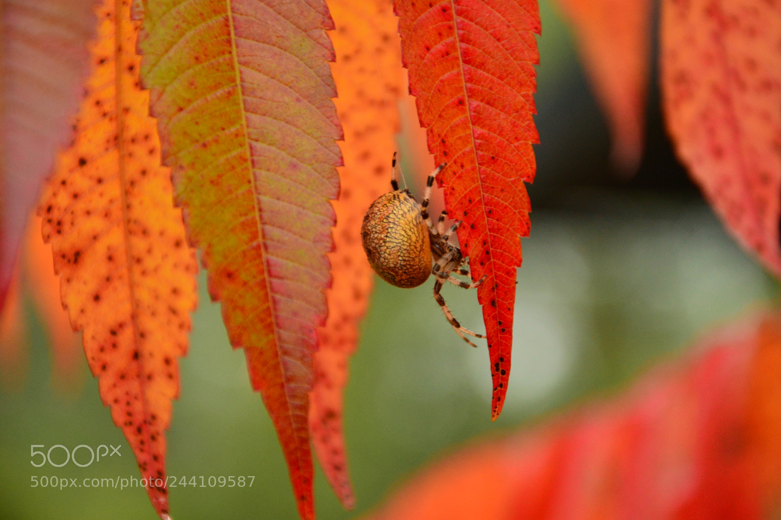 Nikon D3200 sample photo. Csc photography