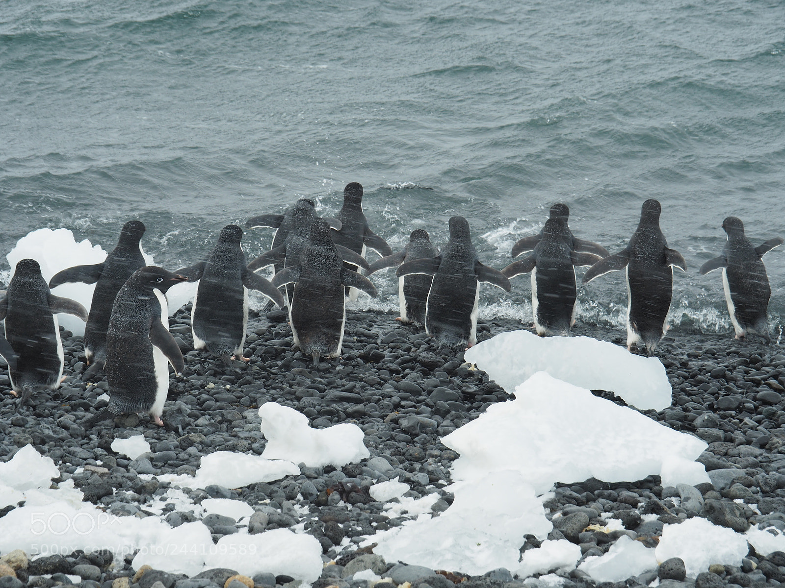 Olympus OM-D E-M5 II sample photo. Penguins going to their photography