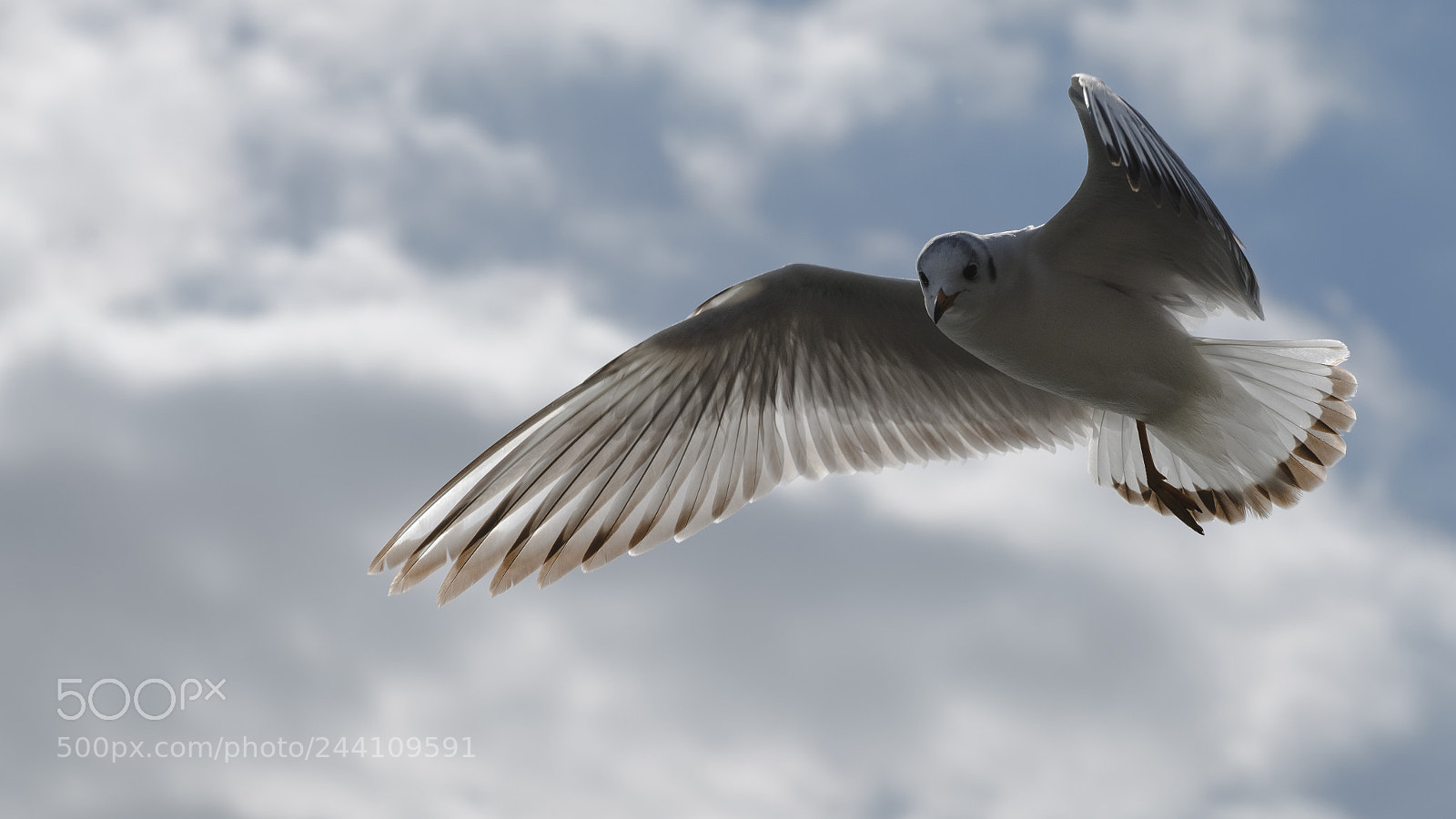 Fujifilm X-T2 sample photo. Feathers photography