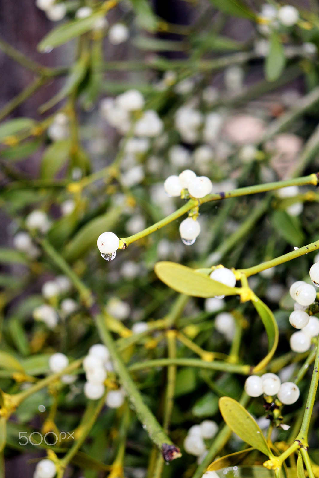 Canon EOS 77D (EOS 9000D / EOS 770D) sample photo. Detail of mistletoe photography