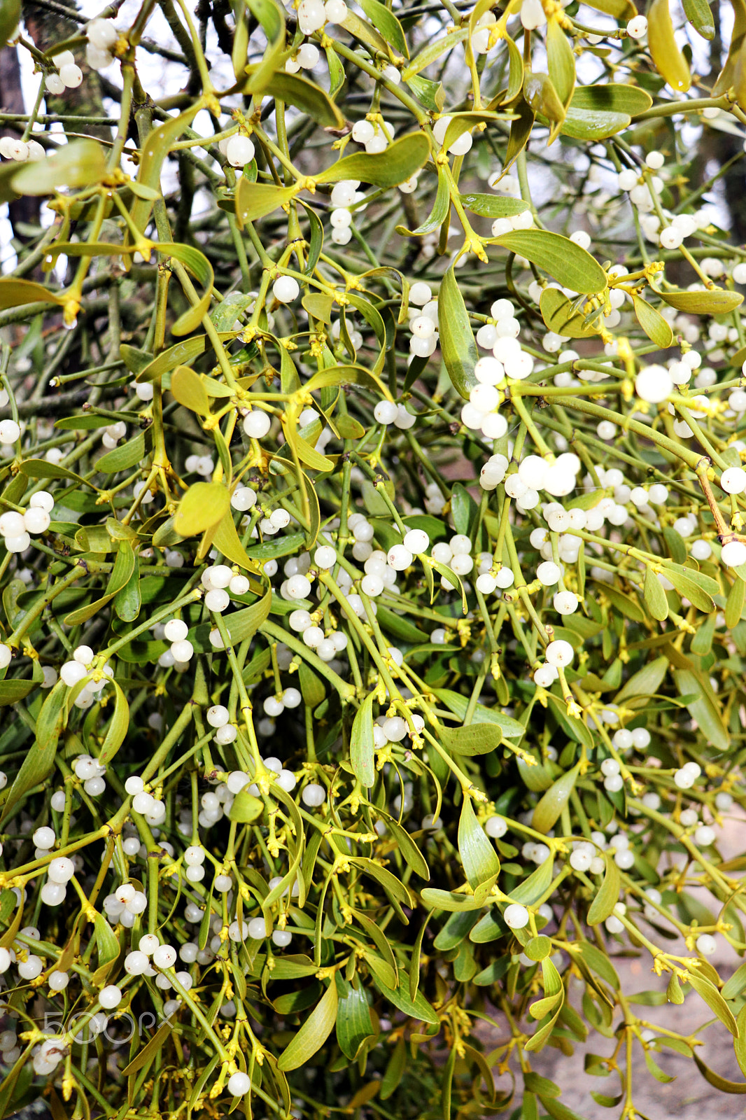 Canon EOS 77D (EOS 9000D / EOS 770D) sample photo. Mistletoe ball photography