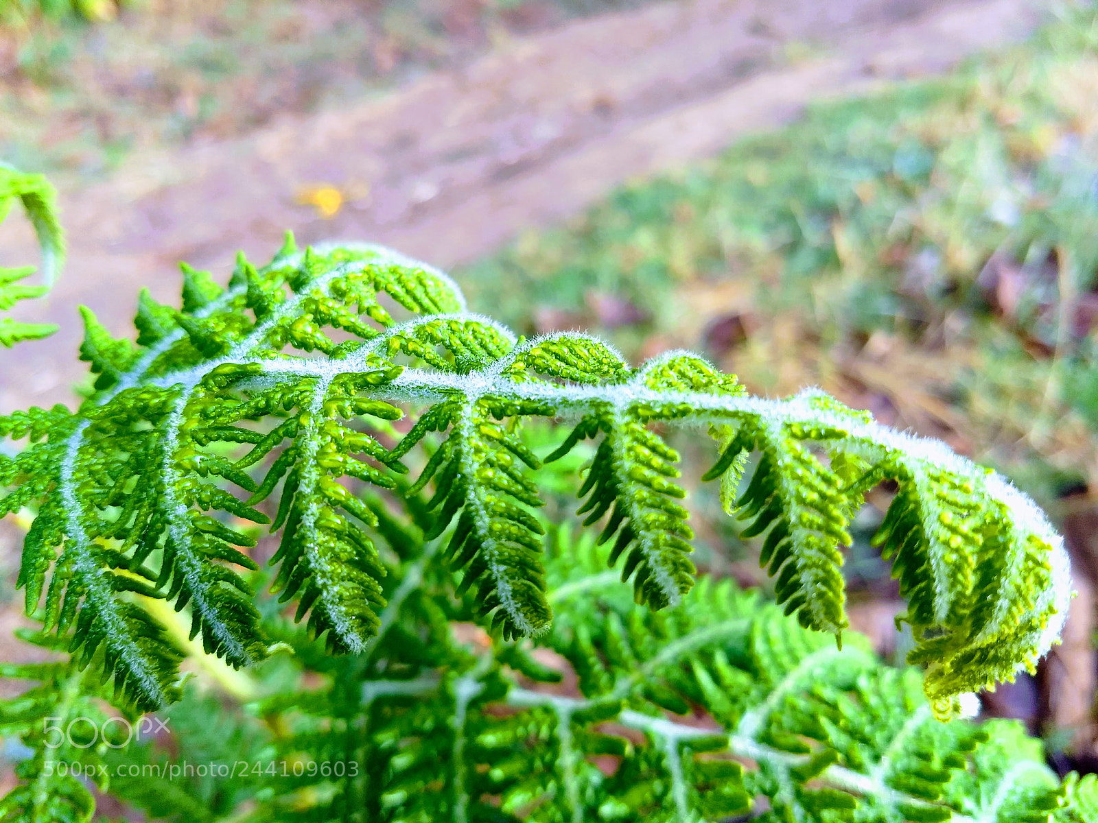 Motorola Moto G (5) Plus sample photo. Morning dew on fern photography