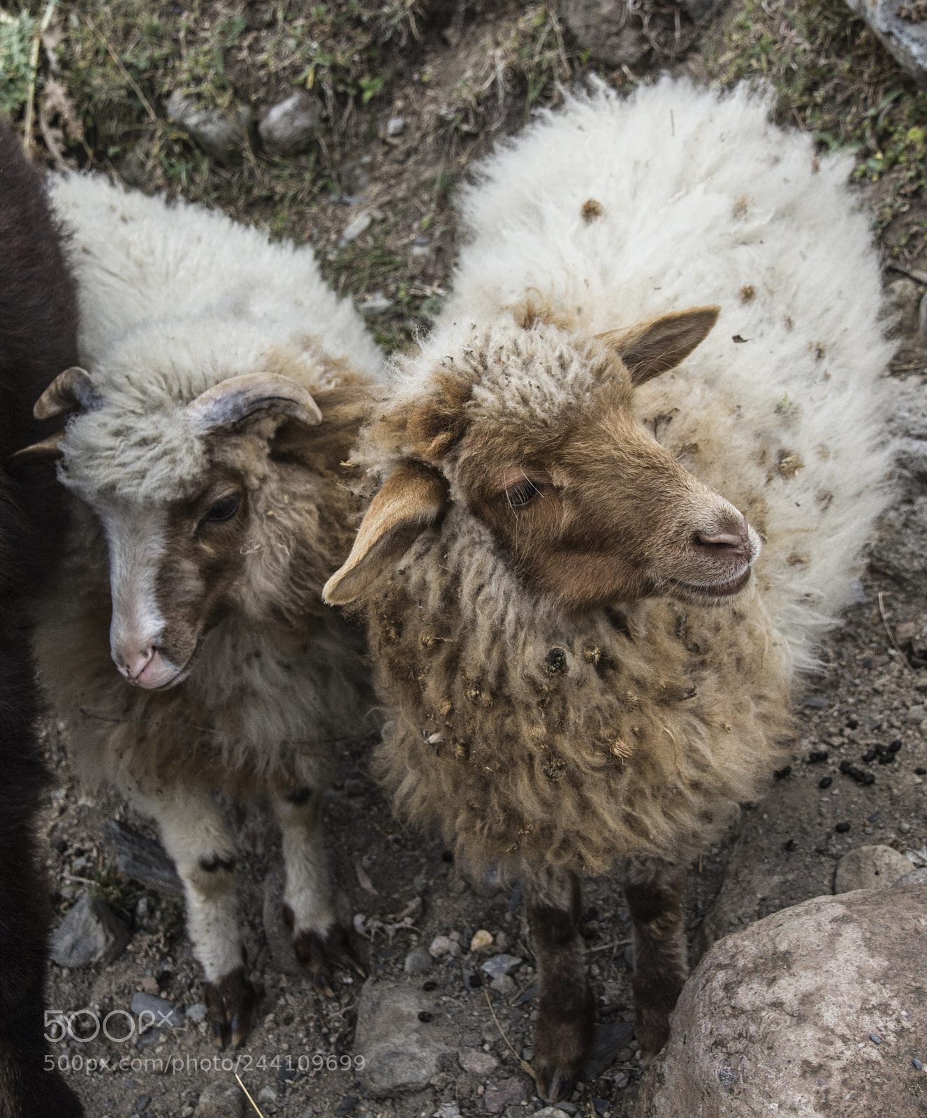 Canon EOS 60D sample photo. Georgian mountain sheeps photography