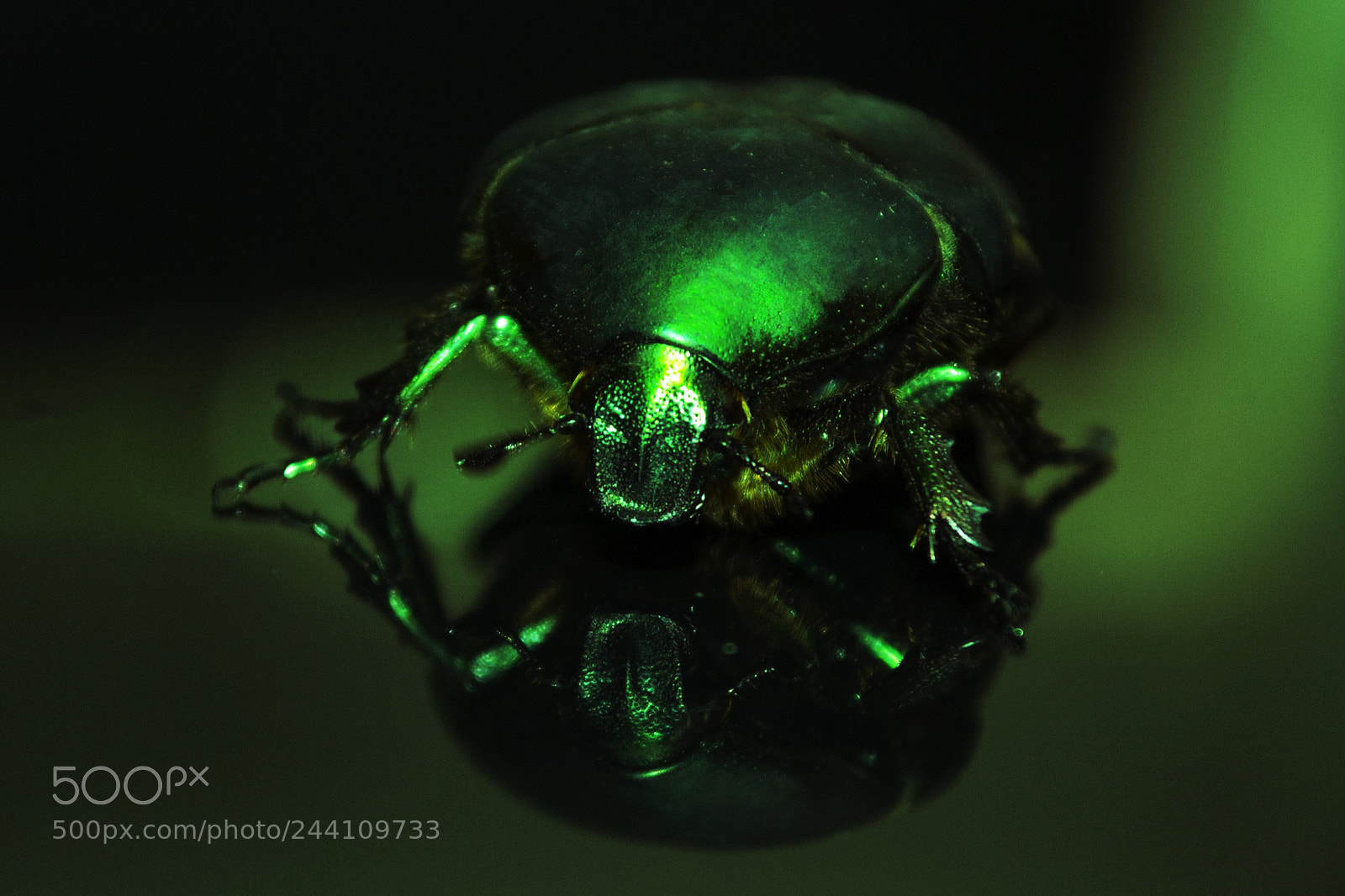 Nikon D3100 sample photo. Reflecttion's beetle photography