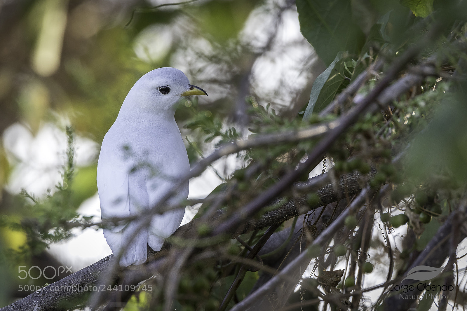 Canon EOS 7D Mark II sample photo. Yellow-billed cotinga (male) photography