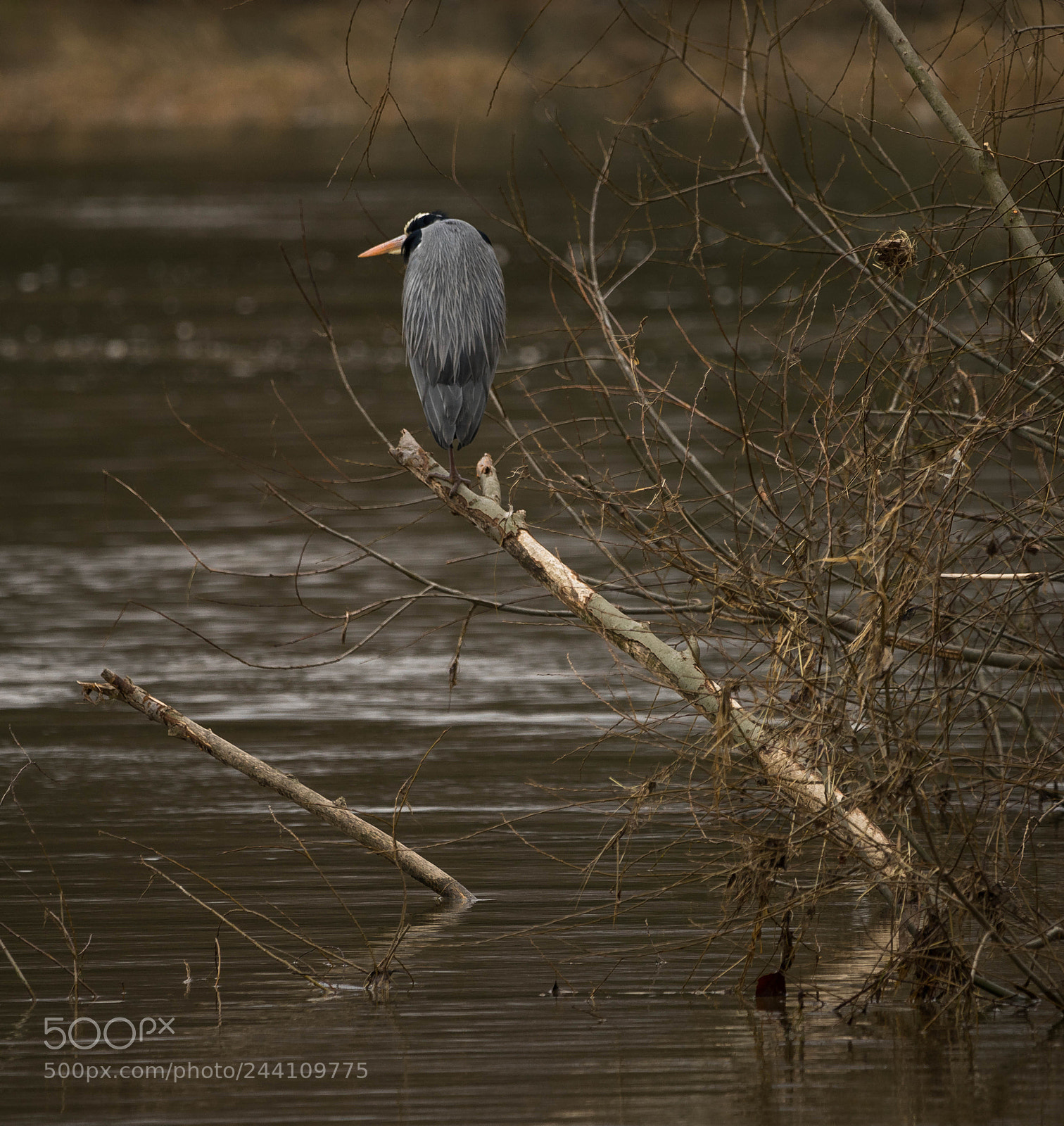 Sony a7R sample photo. Graureiher am neckar photography