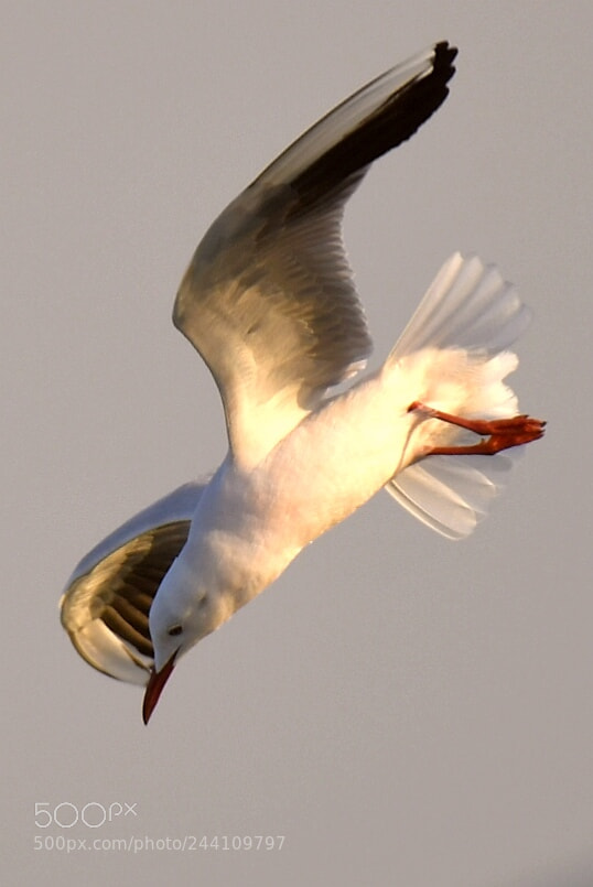 Nikon AF-S Nikkor 200-500mm F5.6E ED VR sample photo. Gull in action photography