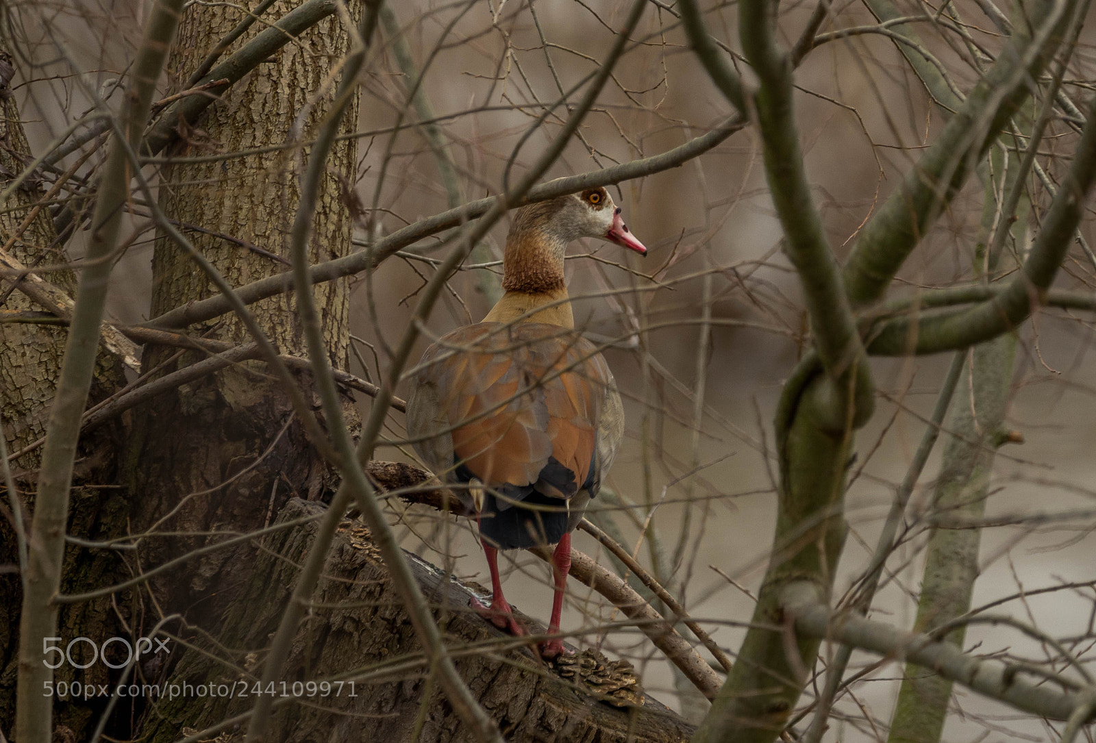 Sony a7R sample photo. Nilganse auf einem baum photography