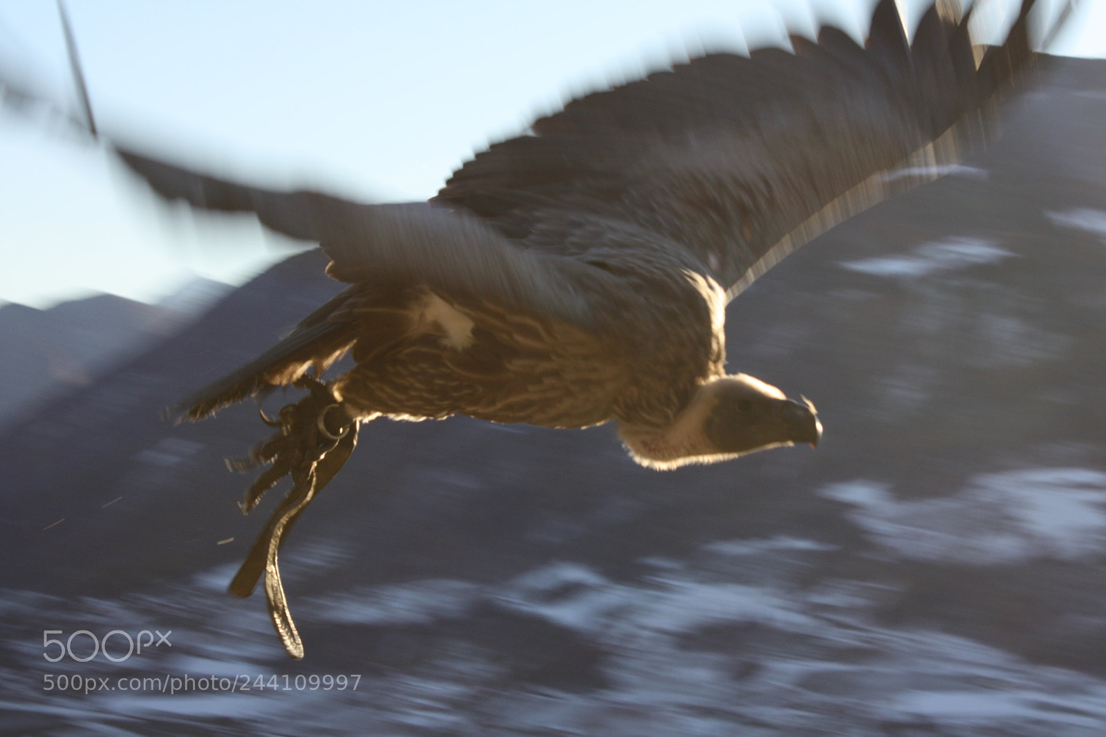 Canon EF-S 18-55mm F3.5-5.6 IS sample photo. Wings photography