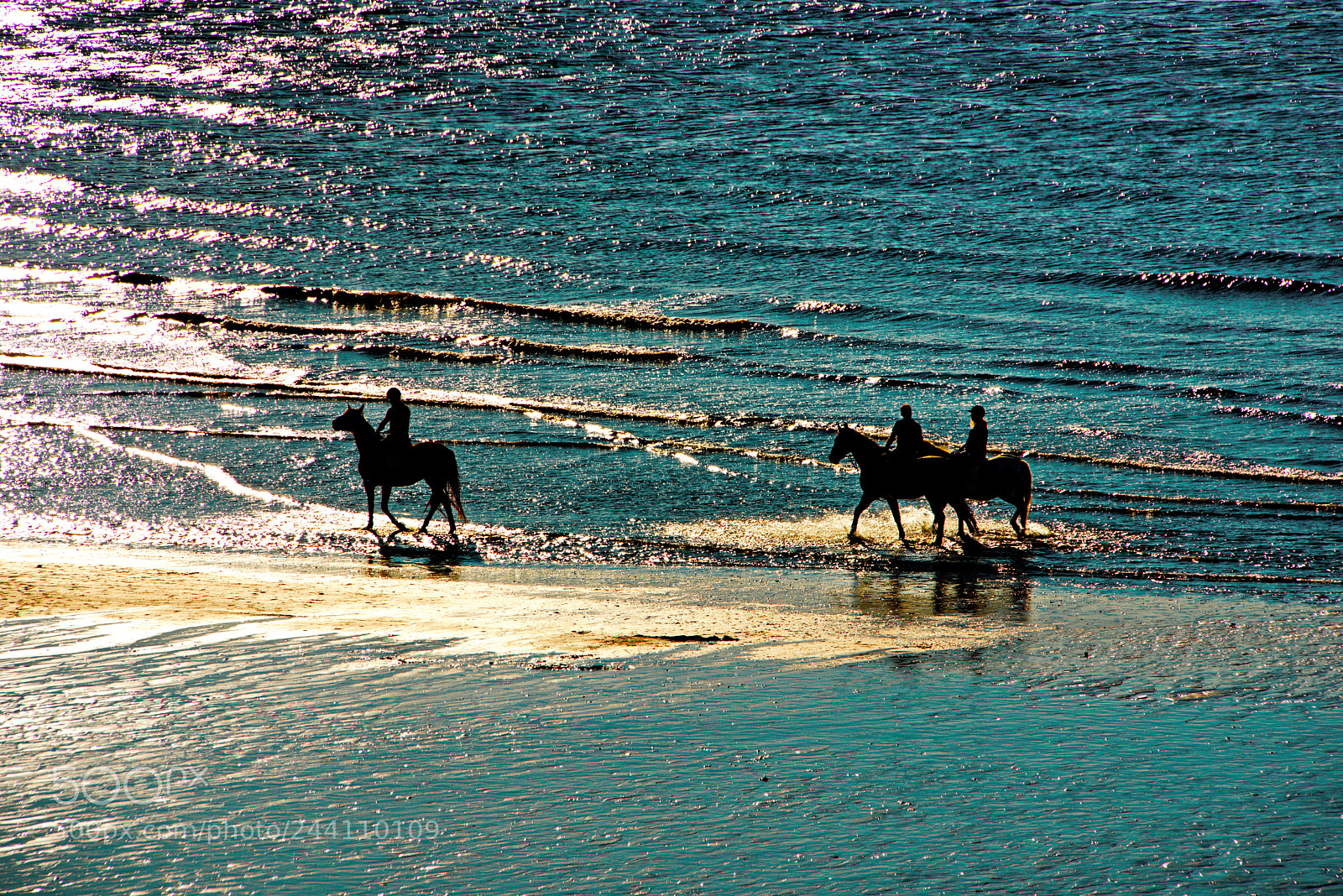 Nikon D800 sample photo. Golden backlight on horse photography