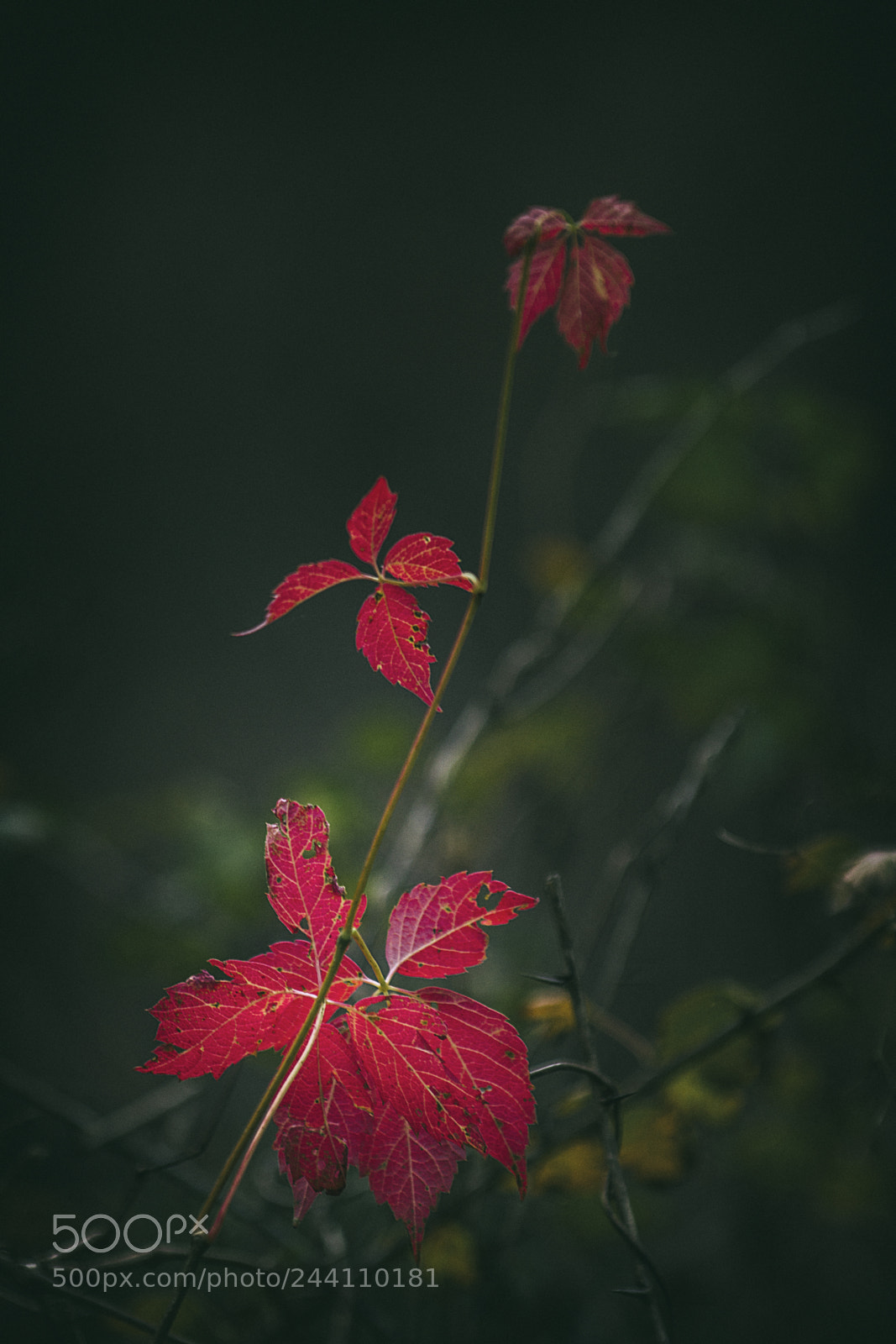 Canon EOS 60D sample photo. I'm content in the photography