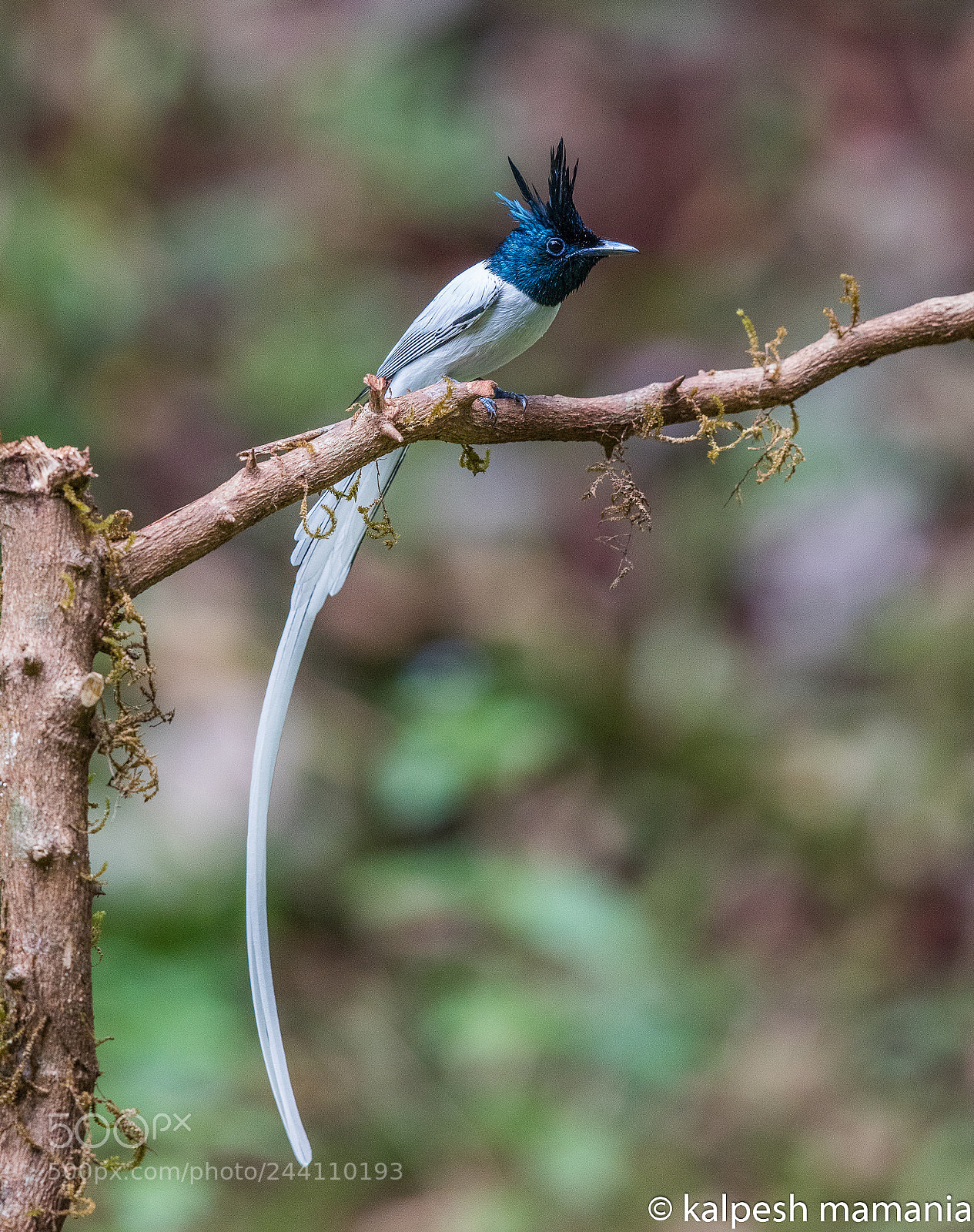 Canon EOS 5DS R sample photo. Indian paradise flycatcher. photography