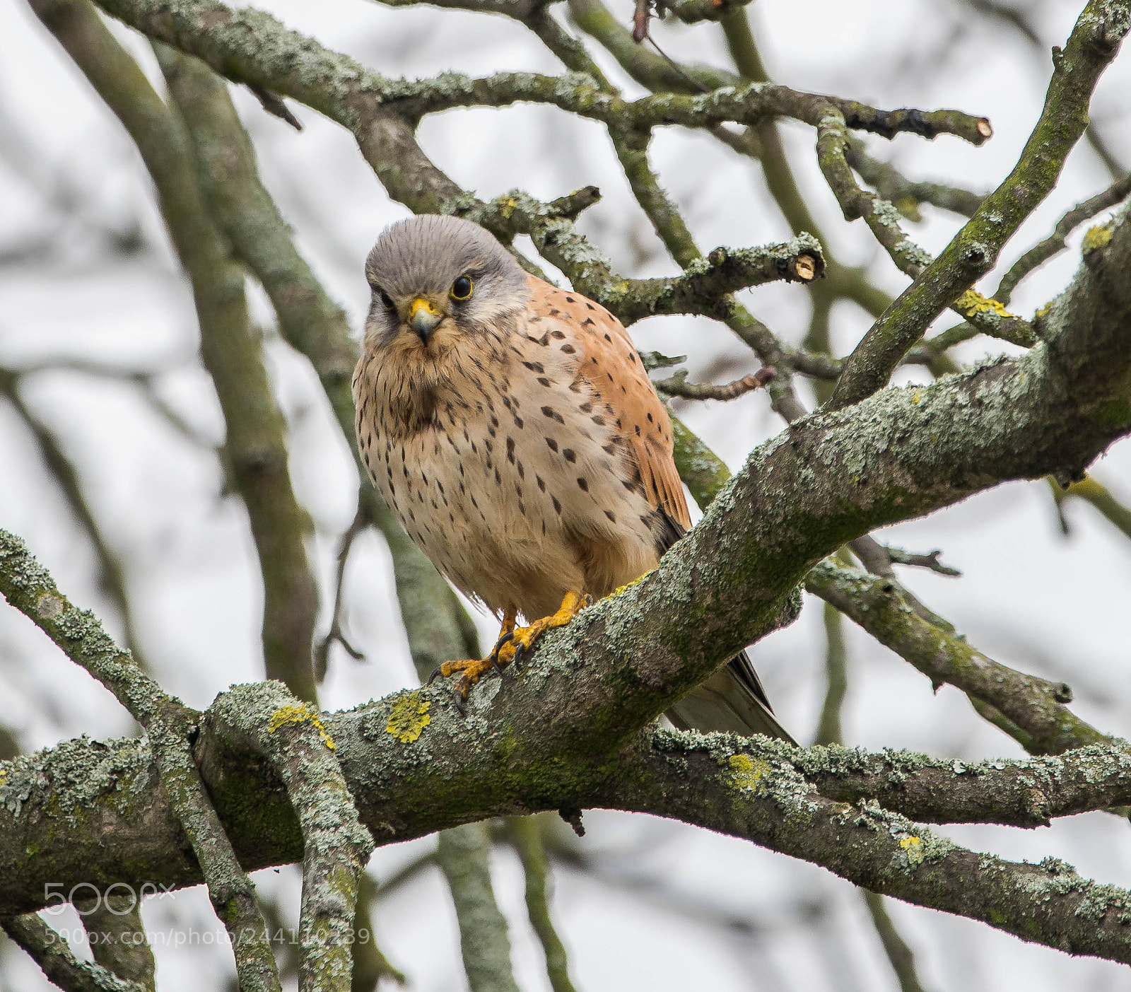 Sony a7R sample photo. Turmfalke am neckar photography