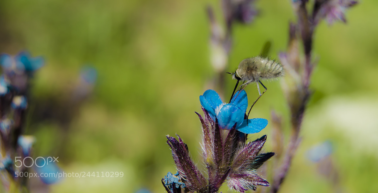 Nikon D5100 sample photo. Bombylius major photography